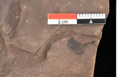 Foto (Detailsansicht) von Quercus palaeoilex Ettingshausen (NHMW-GEO-2024-0188-0883)